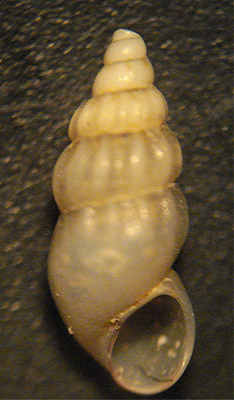 Rissoa similis